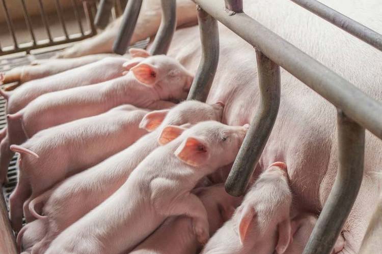 健康和經濟:肉豬養殖環境除濕