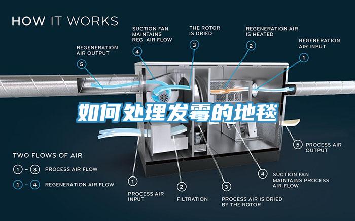 如何處理發霉的地毯