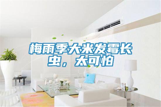 梅雨季大米發霉長蟲,太可怕