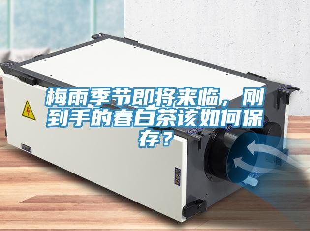 梅雨季節(jié)即將來臨，剛到手的春白茶該如何保存？