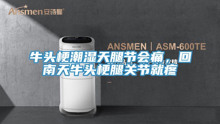 牛頭梗潮濕天腿節(jié)會痛，回南天牛頭梗腿關(guān)節(jié)就疼
