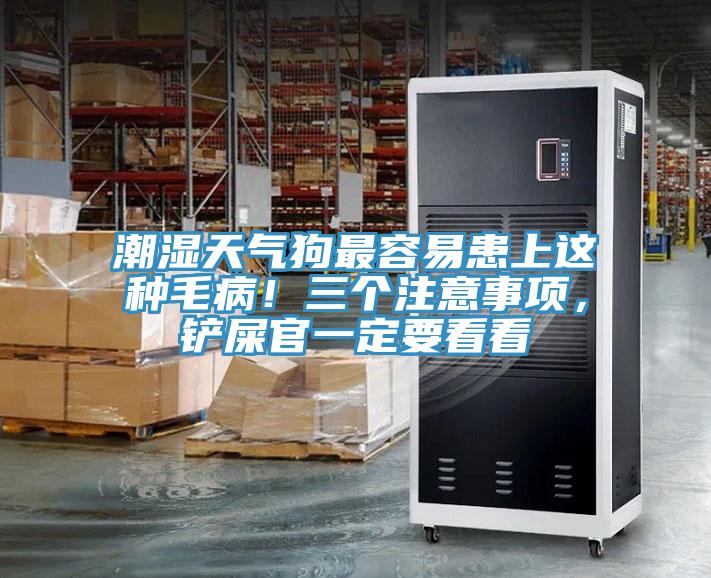 潮濕天氣狗最容易患上這種毛??！三個注意事項，鏟屎官一定要看看