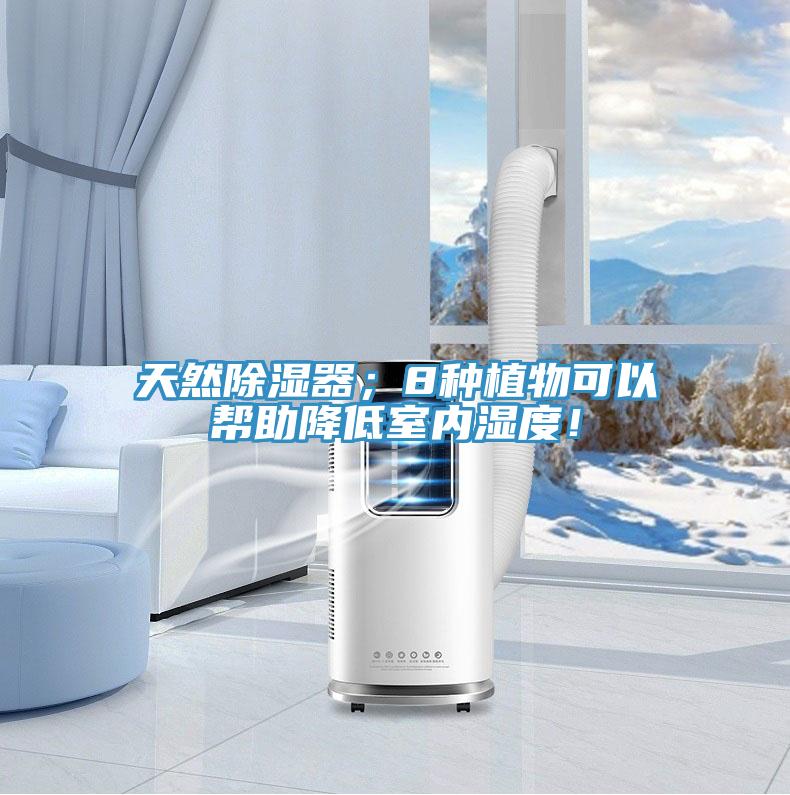 天然除濕器；8種植物可以幫助降低室內(nèi)濕度！