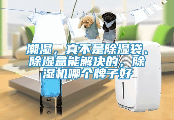 潮濕，真不是除濕袋、除濕盒能解決的，除濕機哪個牌子好