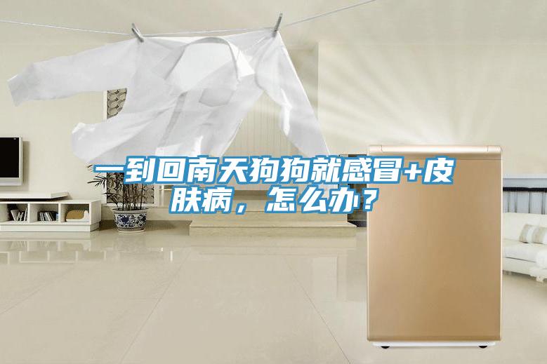 一到回南天狗狗就感冒+皮膚病，怎么辦？